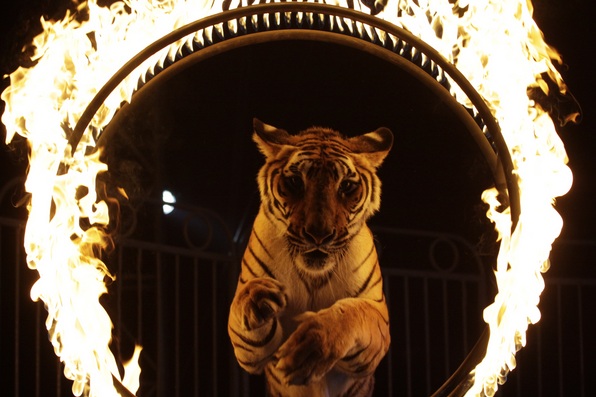 tigre-circo