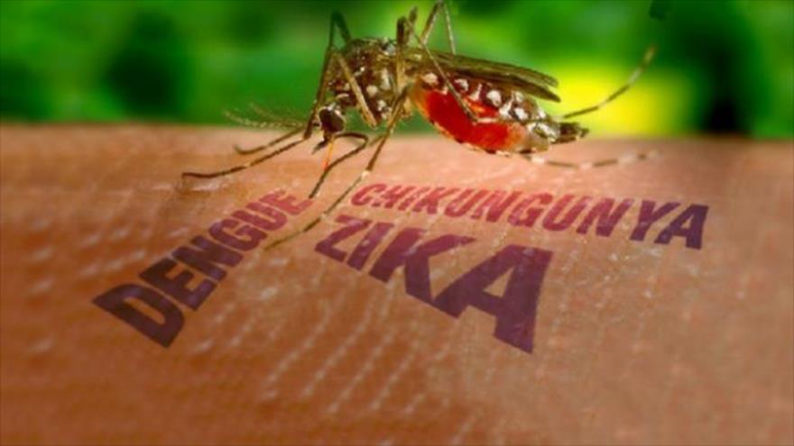Virus-transmitidos-por-mosquitos